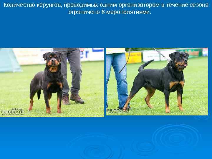 Количество кёрунгов, проводимых одним организатором в течение сезона ограничено 6 мероприятиями. 