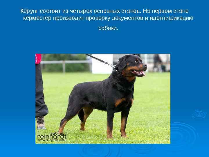 Кёрунг состоит из четырех основных этапов. На первом этапе кёрмастер производит проверку документов и