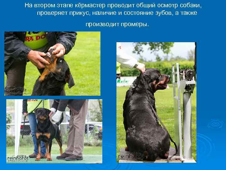 На втором этапе кёрмастер проводит общий осмотр собаки, проверяет прикус, наличие и состояние зубов,