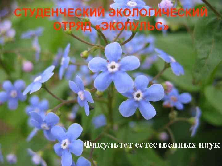 СТУДЕНЧЕСКИЙ ЭКОЛОГИЧЕСКИЙ ОТРЯД «ЭКОПУЛЬС» Факультет естественных наук 