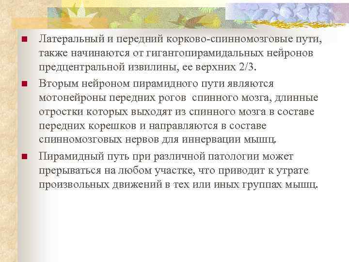 n n n Латеральный и передний корково-спинномозговые пути, также начинаются от гигантопирамидальных нейронов предцентральной