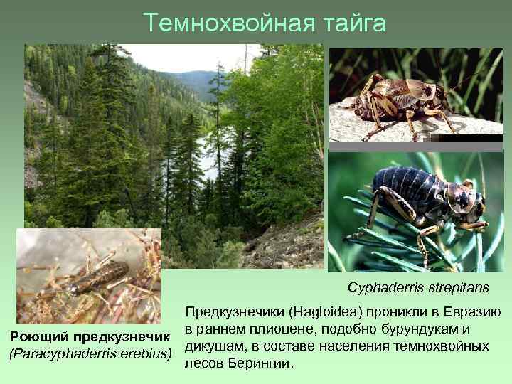 Темнохвойная тайга Cyphaderris strepitans Предкузнечики (Hagloidea) проникли в Евразию в раннем плиоцене, подобно бурундукам