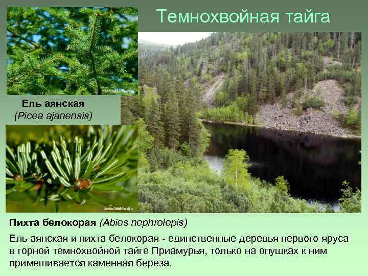 Темнохвойная тайга Ель аянская (Picea ajanensis) Пихта белокорая (Abies nephrolepis) Ель аянская и пихта