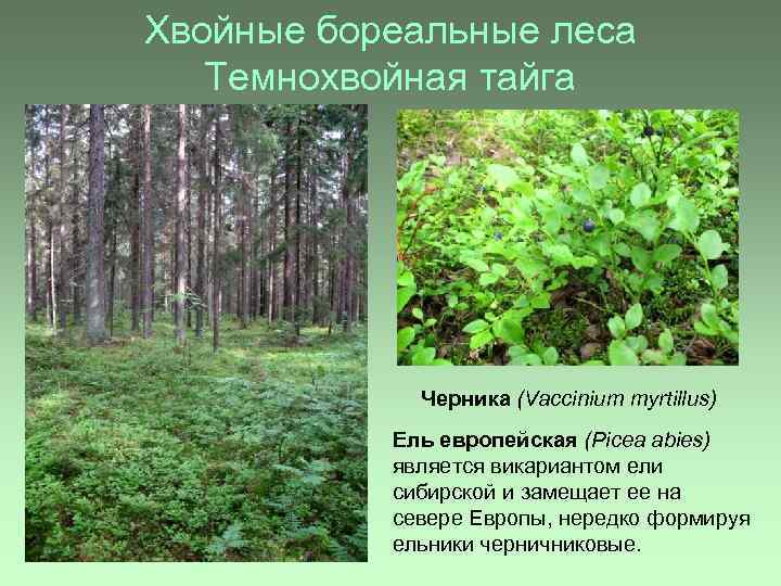 Хвойные бореальные леса Темнохвойная тайга Черника (Vaccinium myrtillus) Ель европейская (Picea abies) является викариантом
