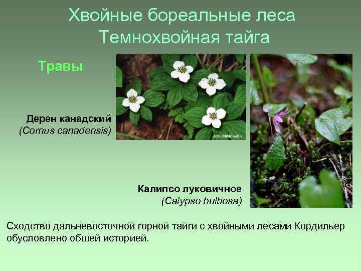 Хвойные бореальные леса Темнохвойная тайга Травы Дерен канадский (Сornus canadensis) Калипсо луковичное (Calypso bulbosa)
