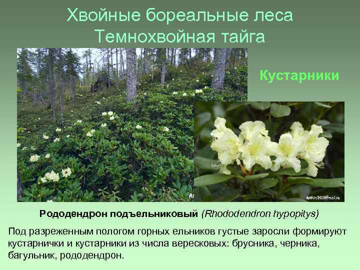 Хвойные бореальные леса Темнохвойная тайга Кустарники Рододендрон подъельниковый (Rhododendron hypopitys) Под разреженным пологом горных