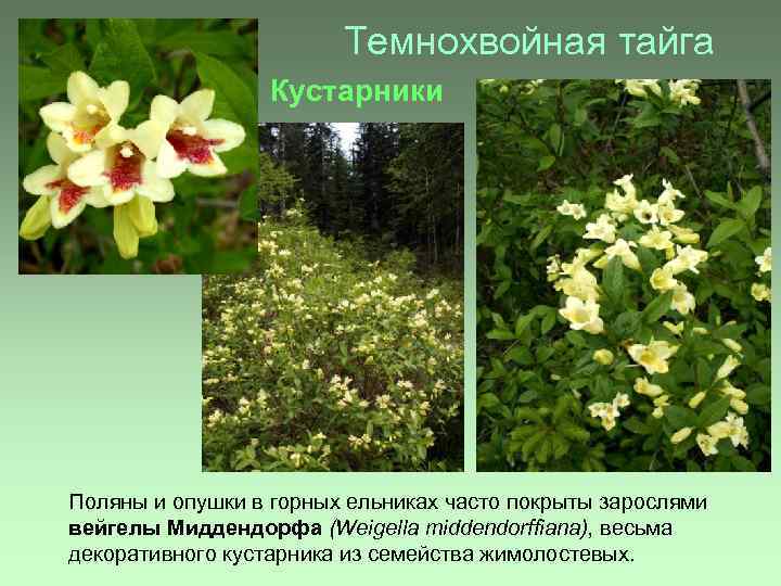 Темнохвойная тайга Кустарники Поляны и опушки в горных ельниках часто покрыты зарослями вейгелы Миддендорфа