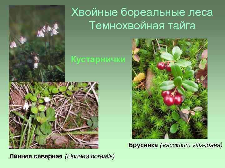 Хвойные бореальные леса Темнохвойная тайга Кустарнички Брусника (Vaccinium vitis-idaea) Линнея северная (Linnaea borealis) 