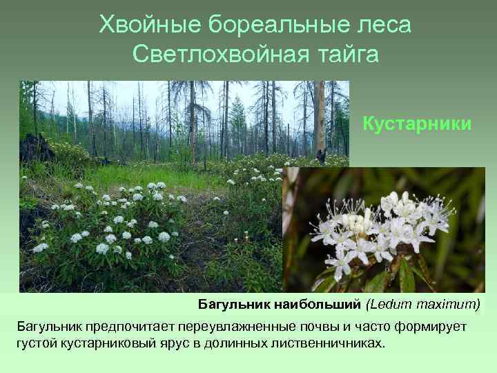Хвойные бореальные леса Светлохвойная тайга Кустарники Багульник наибольший (Ledum maximum) Багульник предпочитает переувлажненные почвы