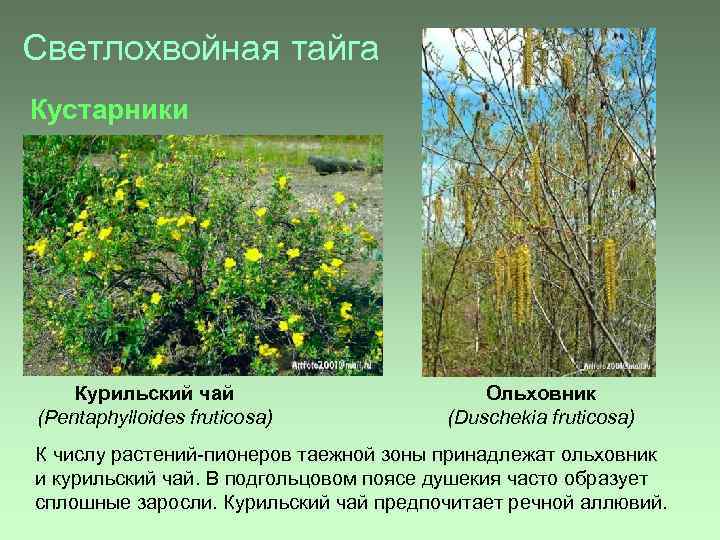 Светлохвойная тайга Кустарники Курильский чай (Pentaphylloides fruticosa) Ольховник (Duschekia fruticosa) К числу растений-пионеров таежной