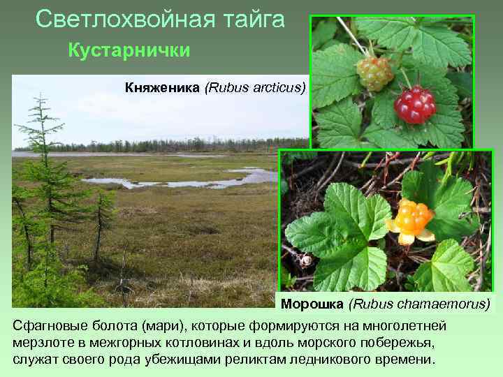 Светлохвойная тайга Кустарнички Княженика (Rubus arcticus) Морошка (Rubus chamaemorus) Сфагновые болота (мари), которые формируются