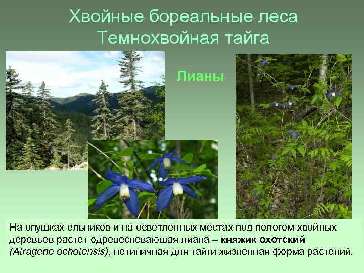 Хвойные бореальные леса Темнохвойная тайга Лианы На опушках ельников и на осветленных местах под