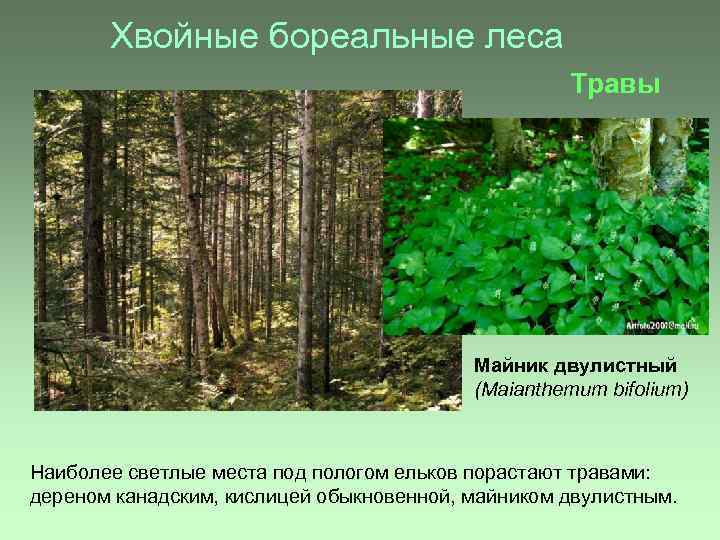 Хвойные бореальные леса Травы Майник двулистный (Maianthemum bifolium) Наиболее светлые места под пологом ельков