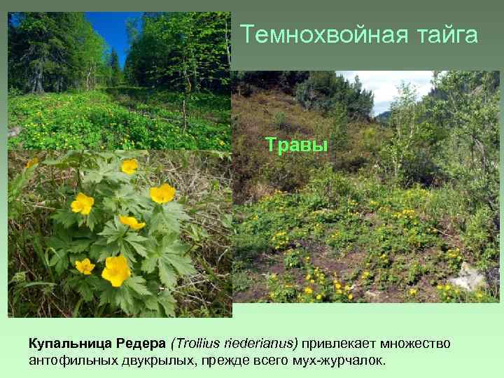 Темнохвойная тайга Травы Купальница Редера (Trollius riederianus) привлекает множество антофильных двукрылых, прежде всего мух-журчалок.