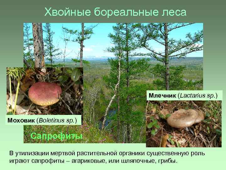 Хвойные бореальные леса Млечник (Lactarius sp. ) Моховик (Boletinus sp. ) Сапрофиты В утилизации