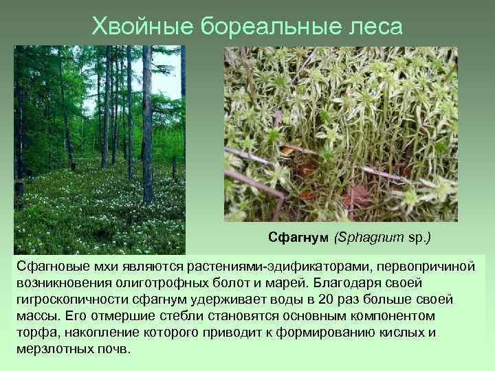 Хвойные бореальные леса Сфагнум (Sphagnum sp. ) Сфагновые мхи являются растениями-эдификаторами, первопричиной возникновения олиготрофных