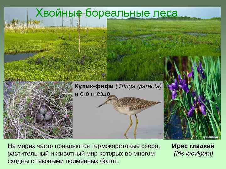 Хвойные бореальные леса Кулик-фифи (Tringa glareola) и его гнездо На марях часто появляются термокарстовые