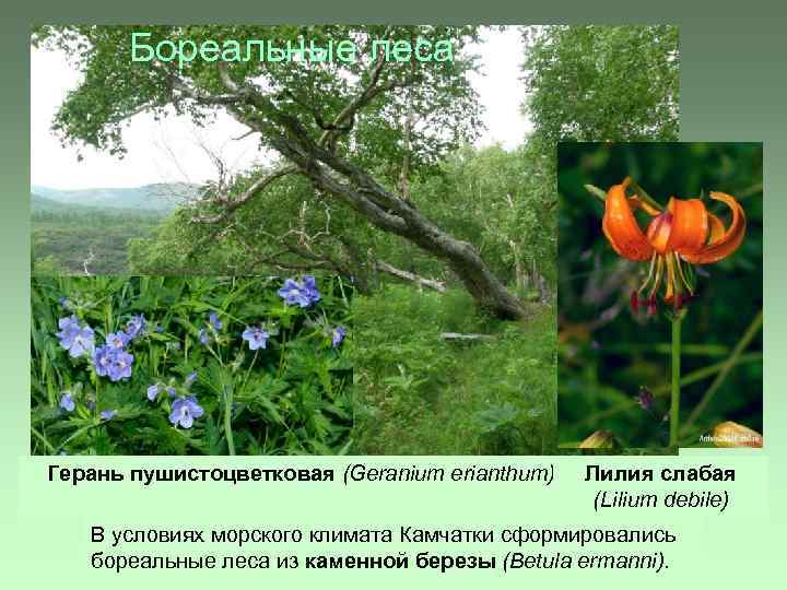 Бореальные леса Герань пушистоцветковая (Geranium erianthum) Лилия слабая (Lilium debile) В условиях морского климата