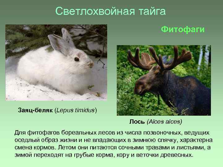 Светлохвойная тайга Фитофаги Заяц-беляк (Lepus timidus) Лось (Alces alces) Для фитофагов бореальных лесов из