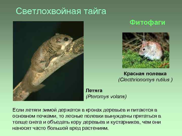 Светлохвойная тайга Фитофаги Красная полевка (Clecthrionomys rutilus ) Летяга (Pteromys volans) Если летяги зимой