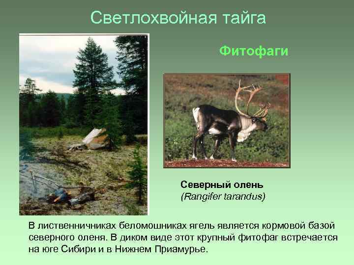 Светлохвойная тайга Фитофаги Cеверный олень (Rangifer tarandus) В лиственничниках беломошниках ягель является кормовой базой