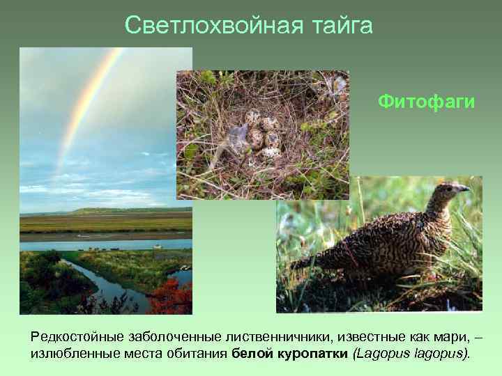 Светлохвойная тайга Фитофаги Редкостойные заболоченные лиственничники, известные как мари, – излюбленные места обитания белой