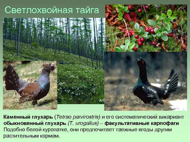 Светлохвойная тайга Каменный глухарь (Tetrao parvirostris) и его систематический викариант обыкновенный глухарь (T. urogallus)