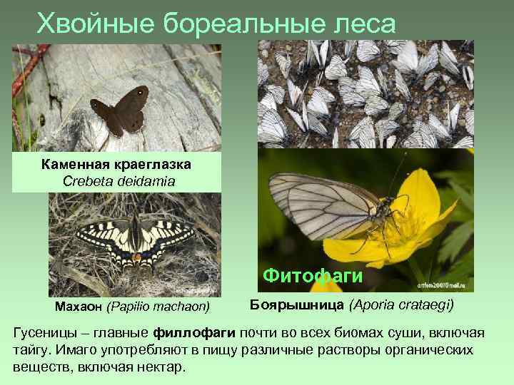 Хвойные бореальные леса Каменная краеглазка Crebeta deidamia Фитофаги Махаон (Papilio machaon) Боярышница (Aporia crataegi)