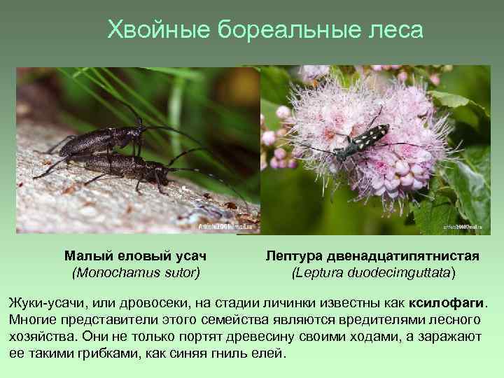 Хвойные бореальные леса Малый еловый усач (Monochamus sutor) Лептура двенадцатипятнистая (Leptura duodecimguttata) Жуки-усачи, или