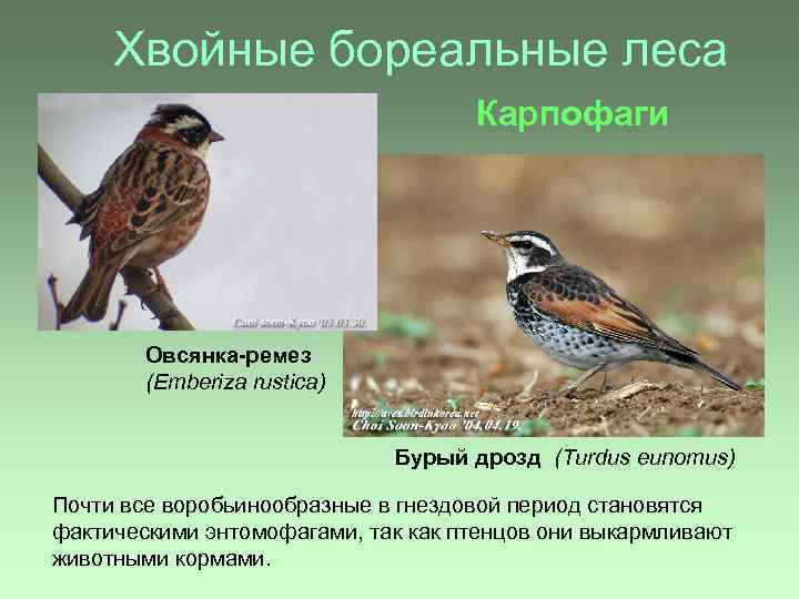 Хвойные бореальные леса Карпофаги Овсянка-ремез (Emberiza rustica) Бурый дрозд (Turdus eunomus) Почти все воробьинообразные