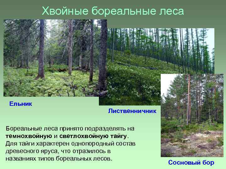Хвойные бореальные леса Ельник Лиственничник Бореальные леса принято подразделять на темнохвойную и светлохвойную тайгу.