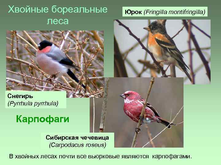 Хвойные бореальные леса Юрок (Fringilla montifringilla) Снегирь (Pyrrhula pyrrhula) Карпофаги Сибирская чечевица (Carpodacus roseus)