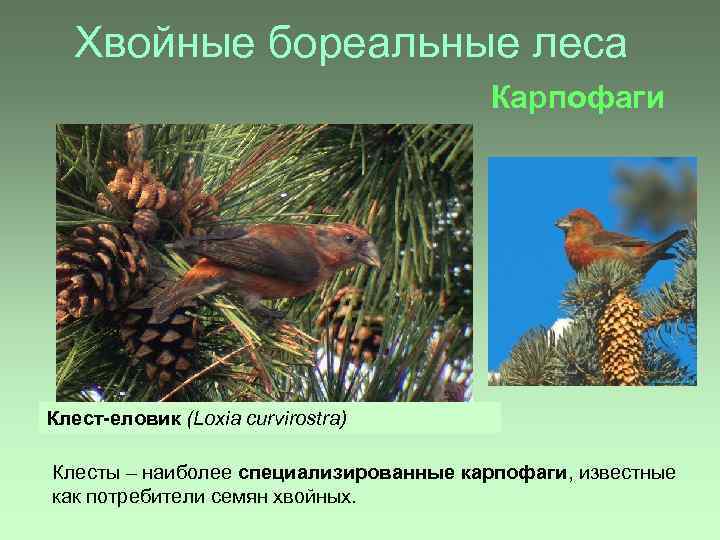 Хвойные бореальные леса Карпофаги Клест-еловик (Loxia curvirostra) Клесты – наиболее специализированные карпофаги, известные как