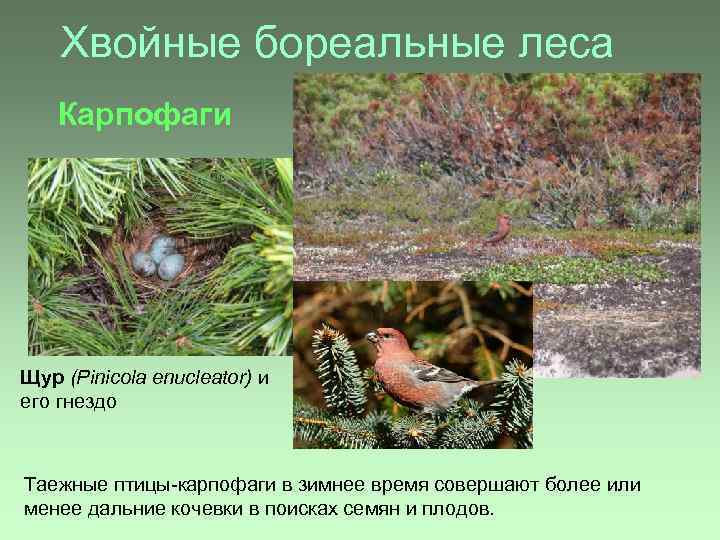 Хвойные бореальные леса Карпофаги Щур (Pinicola enucleator) и его гнездо Таежные птицы-карпофаги в зимнее