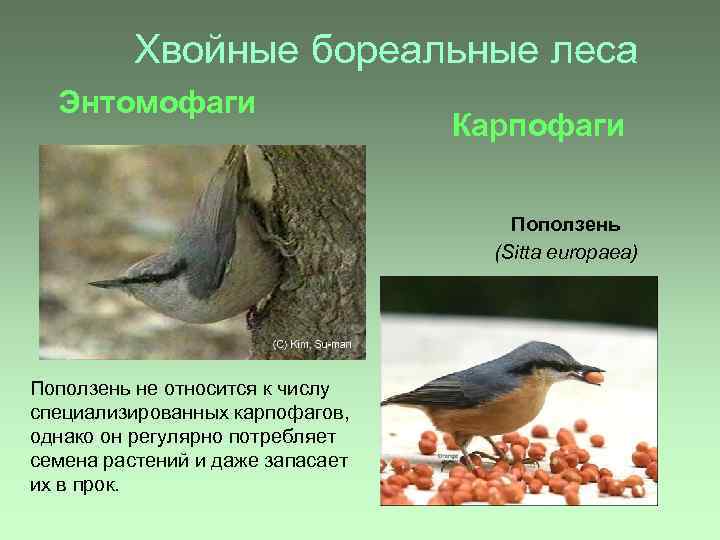 Хвойные бореальные леса Энтомофаги Карпофаги Поползень (Sitta europaea) Поползень не относится к числу специализированных