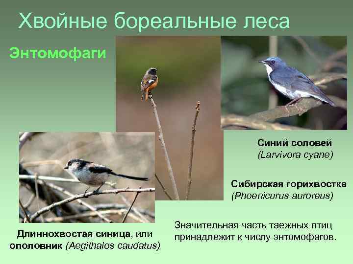Хвойные бореальные леса Энтомофаги Синий соловей (Larvivora cyane) Сибирская горихвостка (Phoenicurus auroreus) Длиннохвостая синица,