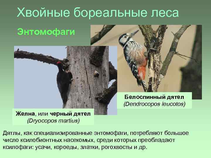 Хвойные бореальные леса Энтомофаги Белоспинный дятел (Dendrocopos leucotos) Желна, или черный дятел (Dryocopos martius)