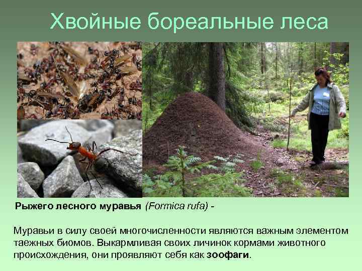 Хвойные бореальные леса Рыжего лесного муравья (Formica rufa) Муравьи в силу своей многочисленности являются