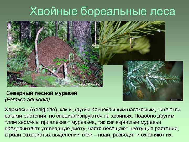 Хвойные бореальные леса Северный лесной муравей (Formica aquilonia) Хермесы (Adelgidae), как и другим равнокрылым