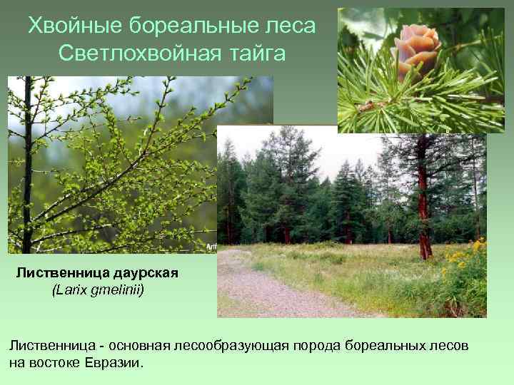 Хвойные бореальные леса Светлохвойная тайга Лиственница даурская (Larix gmelinii) Лиственница - основная лесообразующая порода
