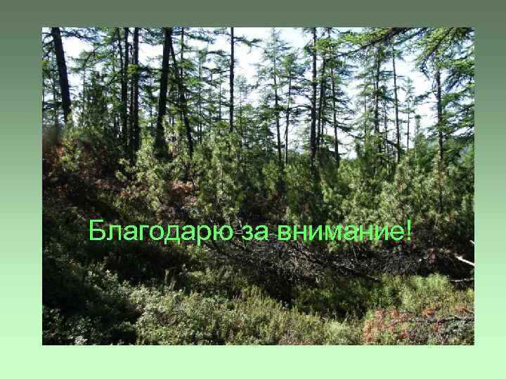 Благодарю за внимание! 