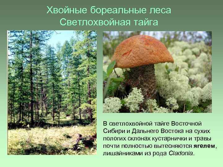 Хвойные бореальные леса Светлохвойная тайга В светлохвойной тайге Восточной Сибири и Дальнего Востока на
