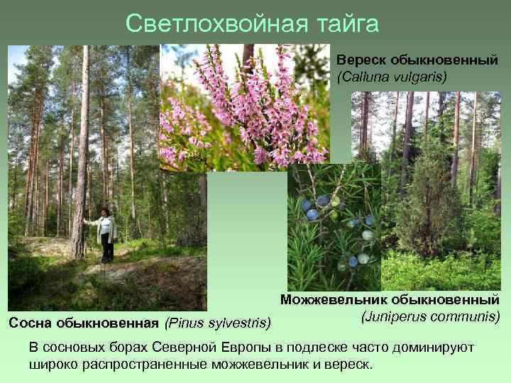 Светлохвойная тайга Вереск обыкновенный (Calluna vulgaris) Можжевельник обыкновенный (Juniperus communis) Сосна обыкновенная (Pinus sylvestris)