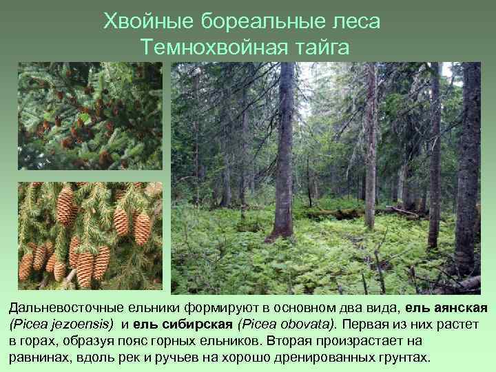 Хвойные бореальные леса Темнохвойная тайга Дальневосточные ельники формируют в основном два вида, ель аянская