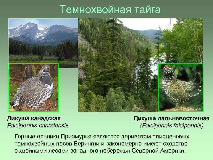 Темнохвойная тайга Дикуша канадская Falcipennis canadensis Дикуша дальневосточная (Falcipennis falcipennis) Горные ельники Приамурья являются