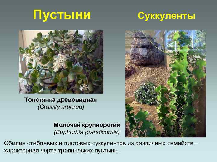 Пустыни Суккуленты Толстянка древовидная (Crassly arborea) Молочай крупнорогий (Euphorbia grandicornis) Обилие стеблевых и листовых