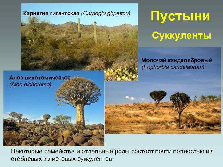 Карнегия гигантская (Carnegia gigantea) Пустыни Суккуленты Молочай канделябровый (Euphorbia candelabrum) Алоэ дихотомическое (Aloe dichotoma)