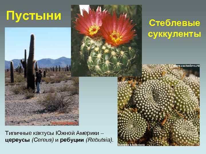 Пустыни Типичные кактусы Южной Америки – цереусы (Cereus) и ребуции (Rebutsia). Стеблевые суккуленты 