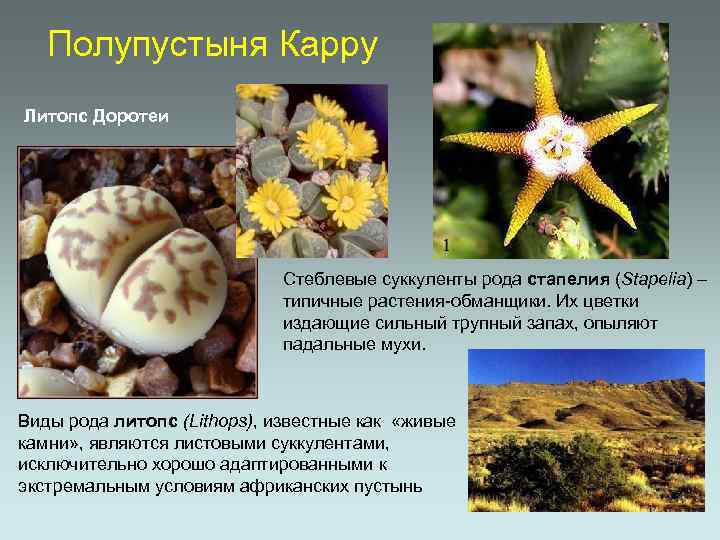 Полупустыня Карру Литопс Доротеи Стеблевые суккуленты рода стапелия (Stapelia) – типичные растения-обманщики. Их цветки