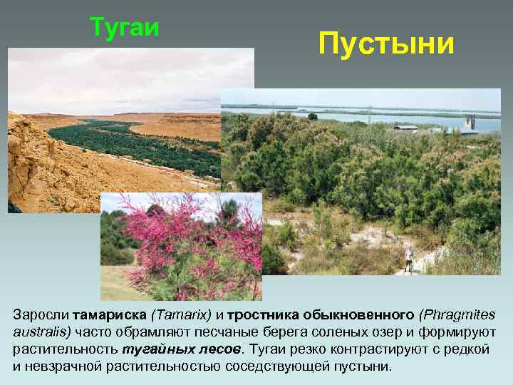 Тугаи Пустыни Заросли тамариска (Tamarix) и тростника обыкновенного (Phragmites australis) часто обрамляют песчаные берега